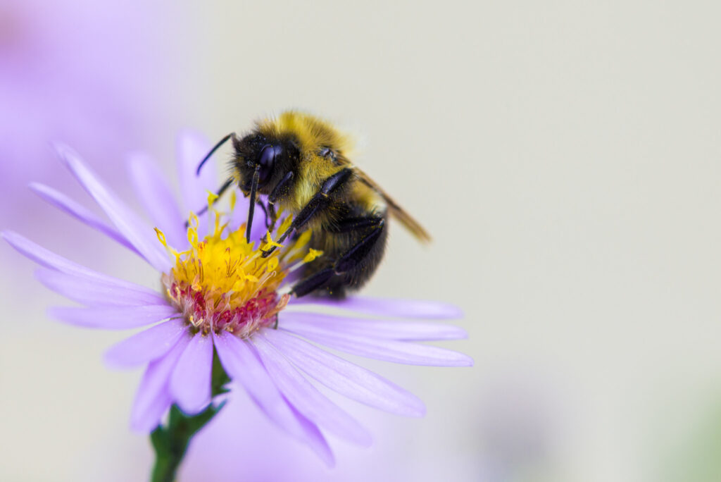 Bumble bee on flower